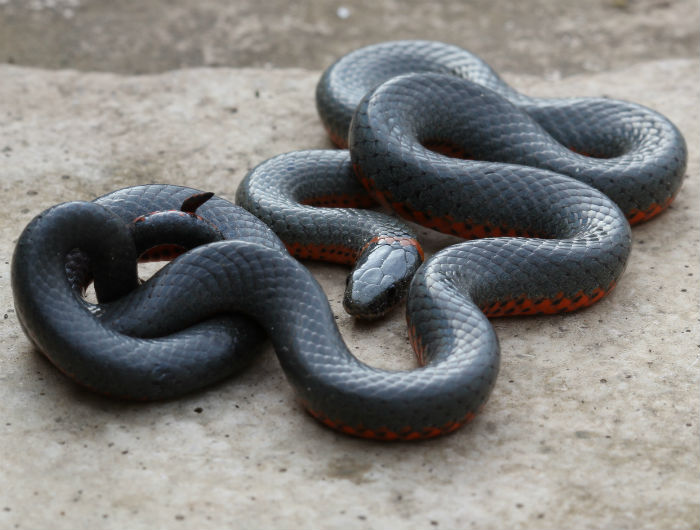 Pacific Ringneck Snake